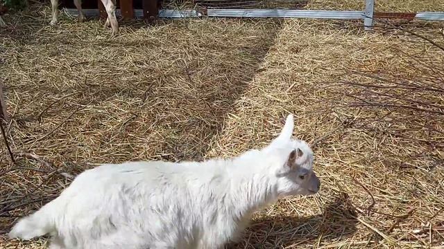 Почему у кабачков закручиваются листья? смотреть онлайн