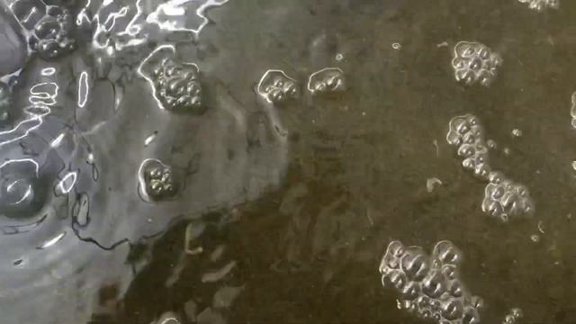 Теляпия в биофлоке смотреть онлайн