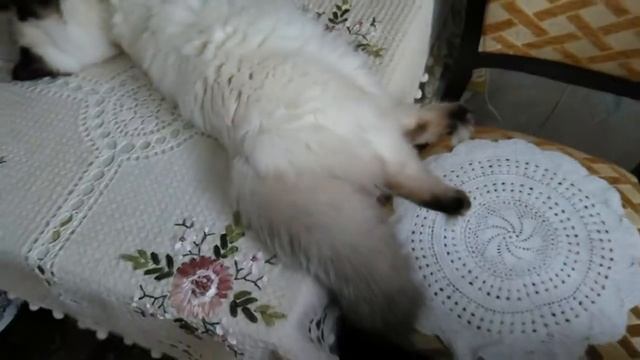 Спи, моя радость, усни.... смотреть онлайн
