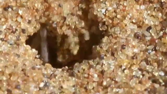 Animal Olympians: Gymnastics смотреть онлайн