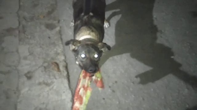 Собака Баскервилей 🐕 смотреть онлайн