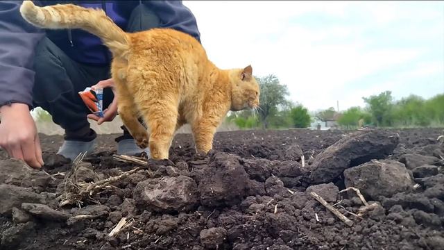 Солнца Нет , прохладно но Кот как лучик заряжает на работу смотреть онлайн