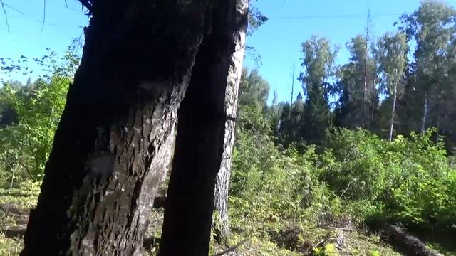 Море белых грибов.Удачная Тихая охота. смотреть онлайн