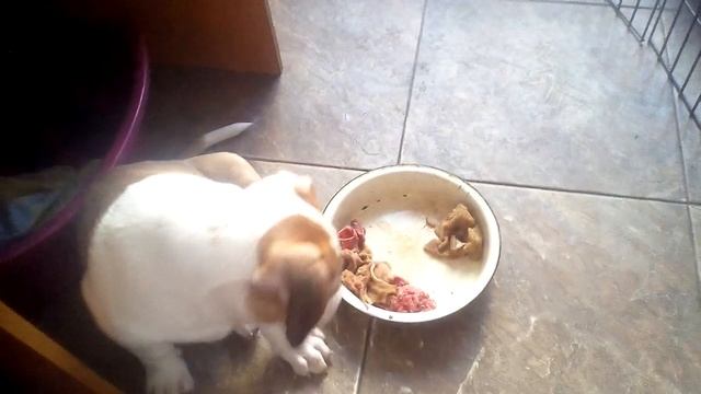 Питание щенков амстаффа в два месяца.Рубец, баранина, говядина смотреть онлайн