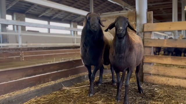 Дал дамам по барану: случный сезон 2023 г. смотреть онлайн