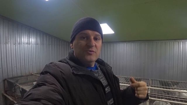 КАК ВЫБРАТЬ САМЦА, РАБОТА, ЖИЗНЬ, СРОКИ, НА ЧТО СМОТРЕТЬ смотреть онлайн