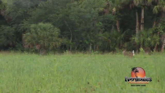 Everglades Adventures guided Deer hunt смотреть онлайн