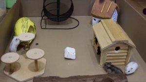 Видео с канала Хомки:Строим хомколенд из огромной коробки!!!