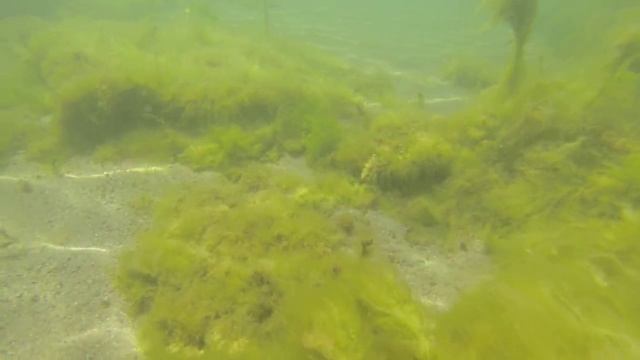 Подводный мир Каспийского моря смотреть онлайн