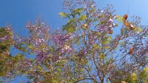 Жакаранда мимозолистная. Описание Жакаранды, как размножить и вырастить дома