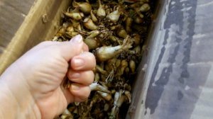 О раннем цветении туберозы(полиантеса клубненосного)