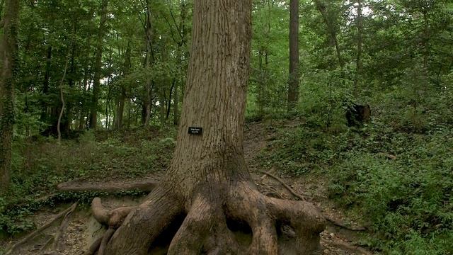 What is the Oldest Tree on George Washington's Estate? смотреть онлайн