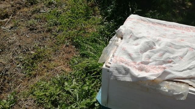 Пчела Бакфаст в К. Ч. Р. смотреть онлайн