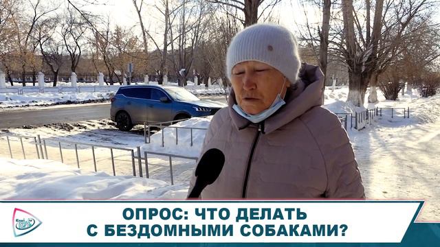 ОПРОС: ЧТО ДЕЛАТЬ С БЕЗДОМНЫМИ СОБАКАМИ?