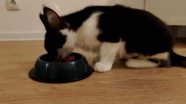 Сахалинка показала и рассказала, как сделать дешёвый Whiskas у себя дома смотреть онлайн