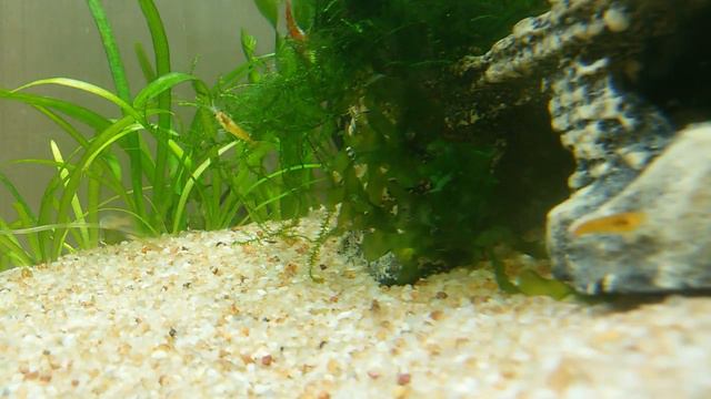 Аквариумная жизнь ОНЛАЙН смотреть онлайн