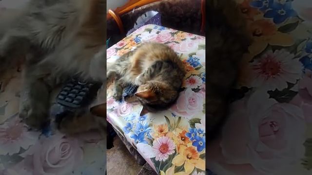 Кошка просит кота  10 месяцев