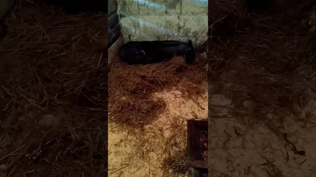 Опорос вьетнамской свиньи, готовим гнездо смотреть онлайн