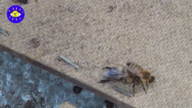 Пчелиные истории смотреть онлайн