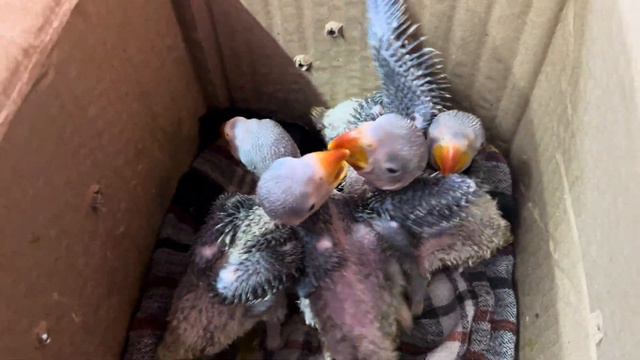 Beautiful new bon baby Alex parrot 🦜 😍⚡️ смотреть онлайн