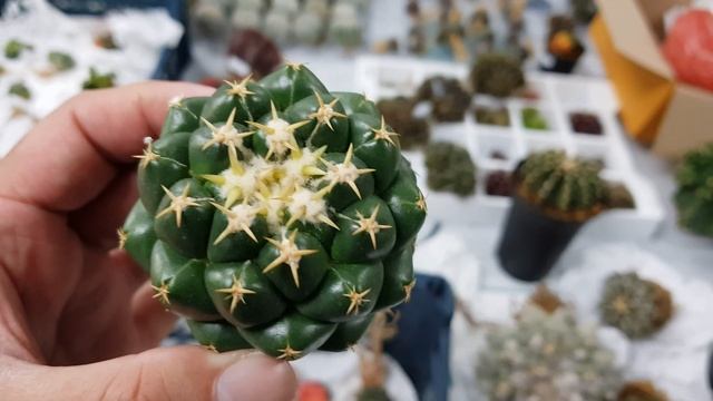 Coryphantha Elephantidens cv. Titan - Short Spine смотреть онлайн