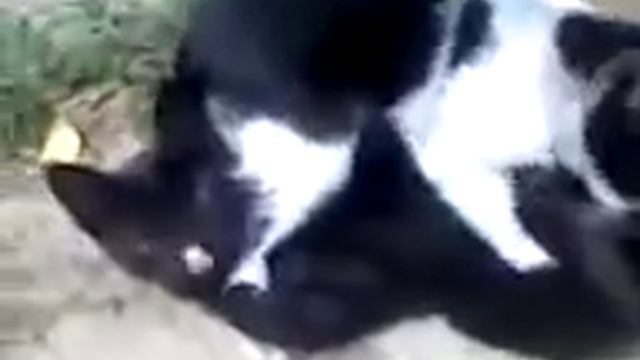 Коты в позе 69.mp4 смотреть онлайн