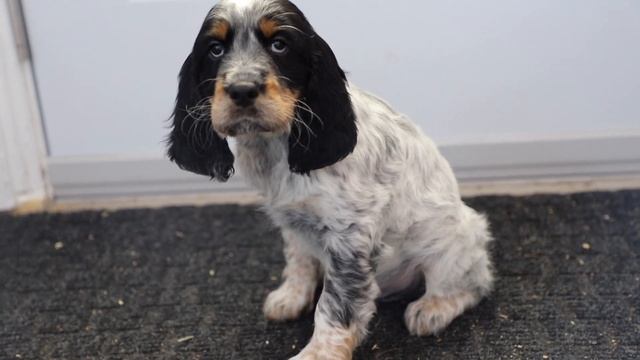 8 Week English Springer Spaniel Puppies Headed Home & Breeder Tips смотреть онлайн