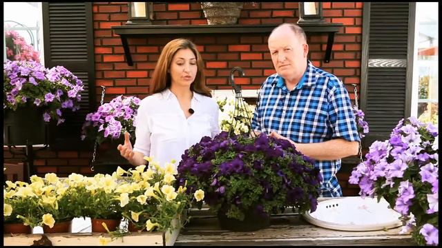 Surfinia Timelapse Consumer w Chris Spanton Suttons Consumer Products смотреть онлайн