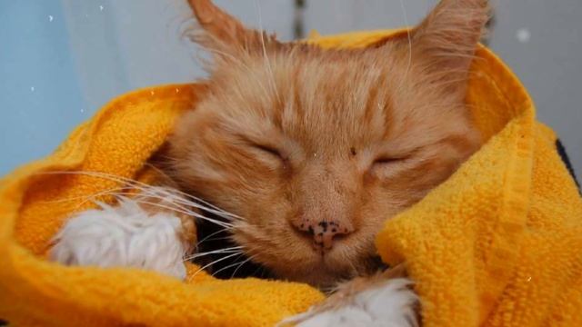 НИКОГО НЕ БУДЕТ В ДОМЕ ... М.Таривердиев, Б.Пастернак смотреть онлайн