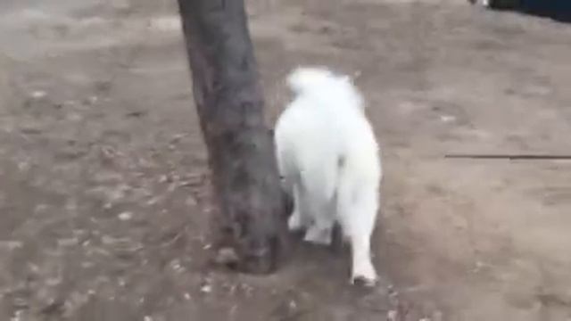 Самоед Цнянка смотреть онлайн