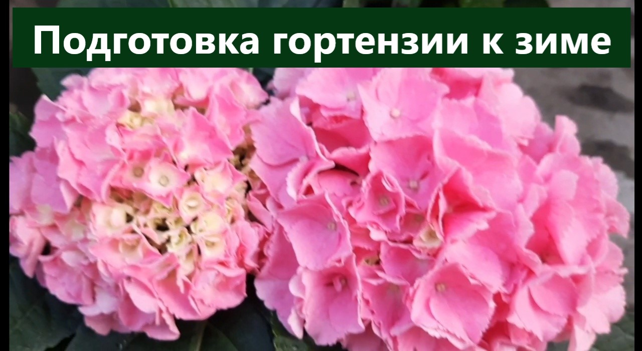 С чего начинается подготовка гортензий к зиме. Отправим наши растения на зимовку здоровенькими. смотреть онлайн