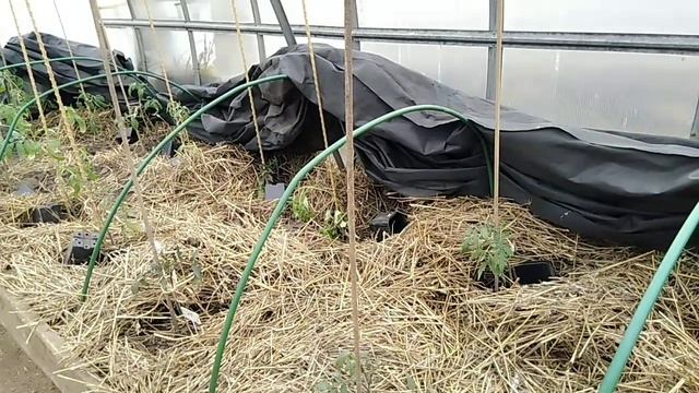 Томаты в теплице идут в рост//Подвязка и подкормка растений// Секреты Хороших Урожаев смотреть онлайн