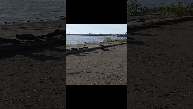 пришли на канал кормить уток и накормили всех смотреть онлайн