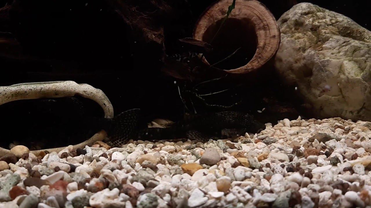 Анциструс обыкновенный смотреть онлайн