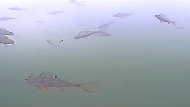 Подводная камера для Рыбалки, на Андройд устройства, и другие с WI-FI, своими руками. Первый тест. смотреть онлайн