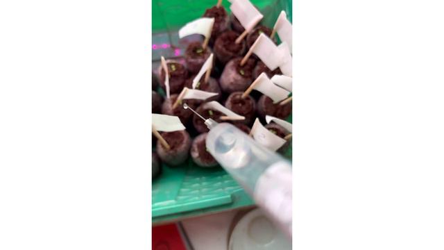 Тонкая работа садовода смотреть онлайн