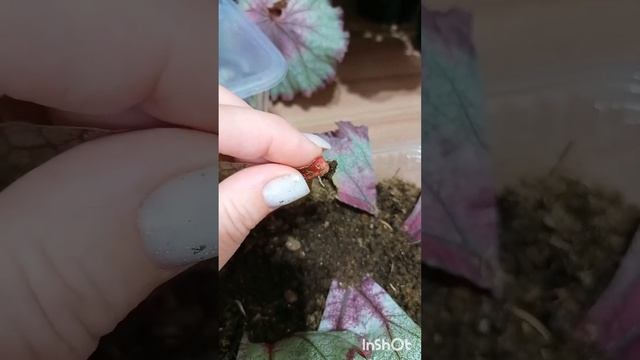 Размножение декоративно- лиственной бегонии. Как размножить листом и фрагментом листа. смотреть онлайн