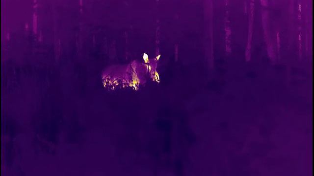 Гонный лось, самое-самое начало процесса... смотреть онлайн