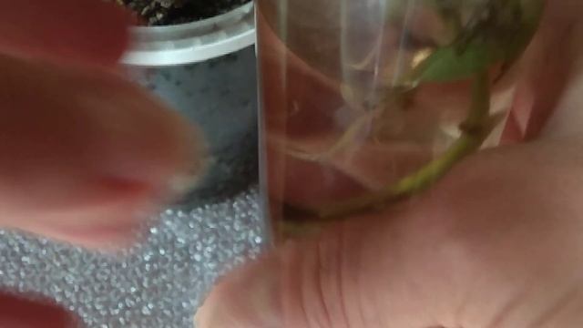 МИРАБИЛИС таки можно размножать черенками смотреть онлайн