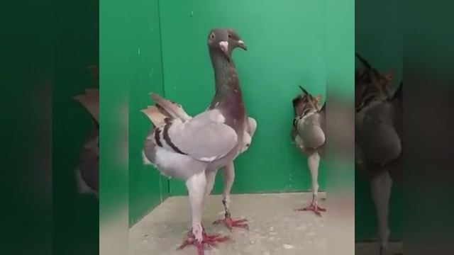 Современный почтовый голубь ?.mp4 смотреть онлайн