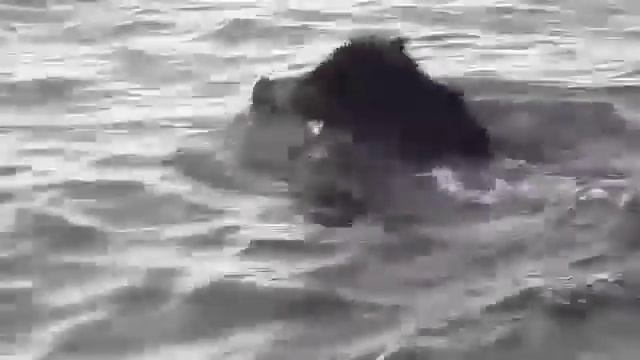 Кабаны плывут по р.Кама смотреть онлайн