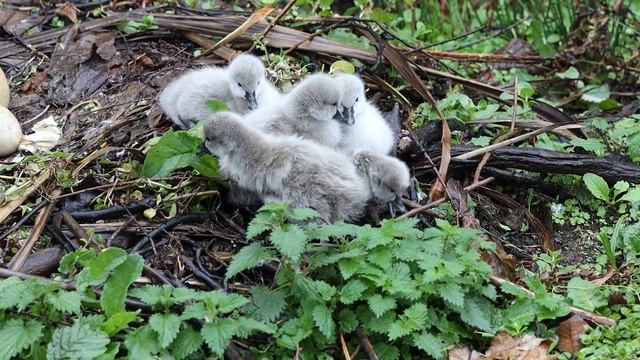 Super Cute Birds First Adventure - Dawlish Black Swan Cygnets at One Day Old смотреть онлайн