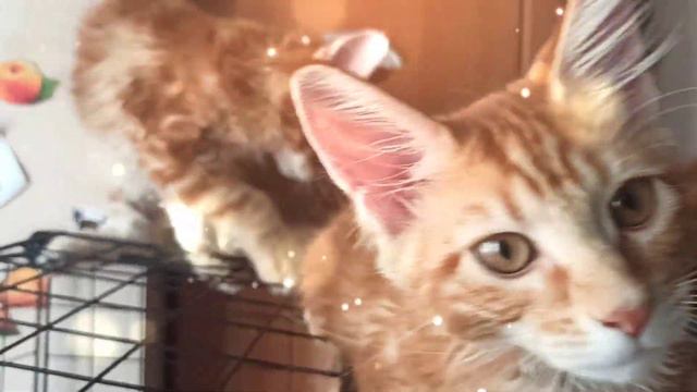 Котята мейн-кун 2.5 месяца / Реакция котят на пылесос смотреть онлайн