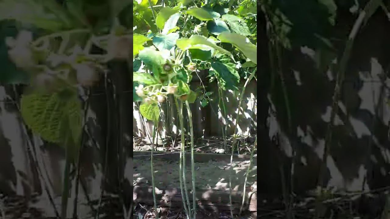 МАЛИНА ремонтантная, выращивается в 2 урожая. Обрезку сделали смотреть онлайн