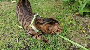 Конкурс "Королева Фелинологии" Выставка кошек он-лайн.