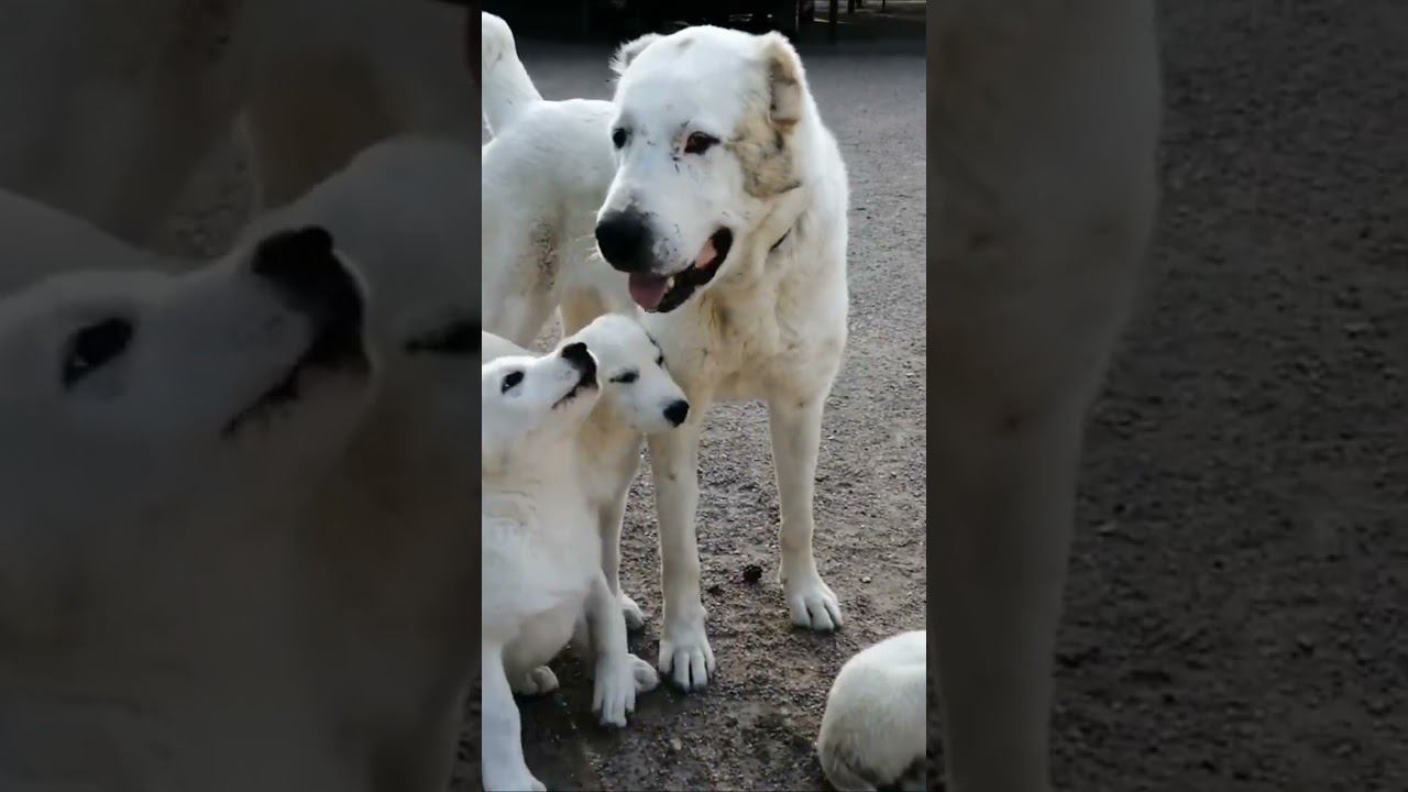 Ответы на вопросы владельцев САО. ВЫПУСК 3 смотреть онлайн