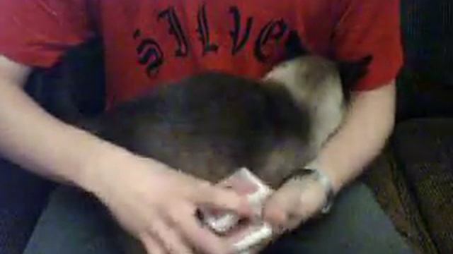 Controlled Battle Blooper: Catistry смотреть онлайн