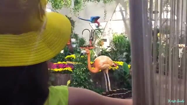 Dubai Butterfly Garden/Парк бабочек в Дубае смотреть онлайн