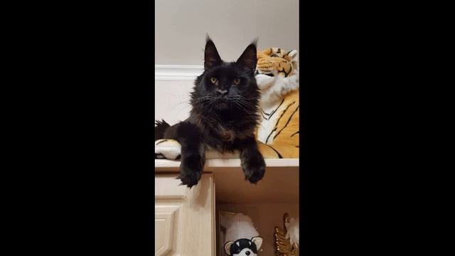 Больной котёнок с выбитыми зубами и брошенный на дачах который изменил их жизнь человека, смотреть онлайн