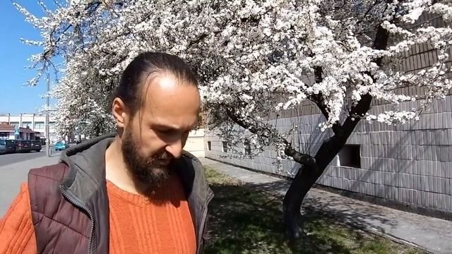 Цветение алычи смотреть онлайн